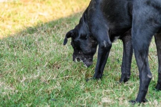 犬が拾い食いすると『死ぬかもしれないモノ』5選 食べてしまった場合の危険な症状とは?