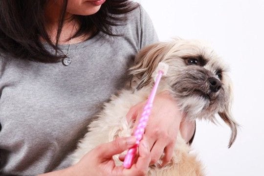 『歯磨きが嫌いな犬』に慣れてもらう方法はあるの?具体的な対処法をご紹介
