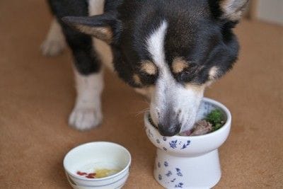 手作り食を食べる犬