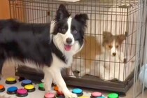 世界一賢い犬種に『ケージの子犬を出してあげて』とお願いしてみた結果→『難しいかな』と思った、次の瞬間…まさかの光景に絶賛「天才すぎる」