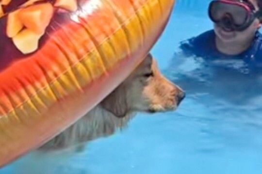 プールで『浮き輪』を使う大型犬→ふと『おしり』を見てみると…思っているのと違う『まさかの体勢』が20万再生「なんとも言えない表情で草」