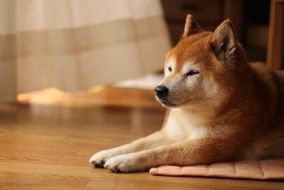 くつろぐ柴犬