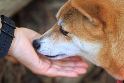 手のニオイを嗅ぐ柴犬