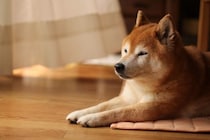 柴犬がみせる特有の行動『柴距離』とは？飼い主が必ず知っておくべきパーソナルスペースまで