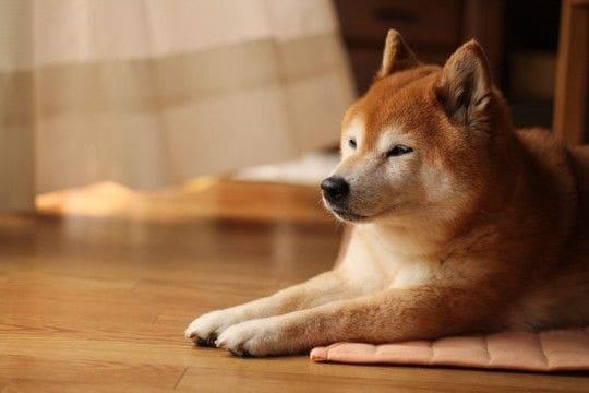 柴犬がみせる特有の行動『柴距離』とは？飼い主が必ず知っておくべきパーソナルスペースまで
