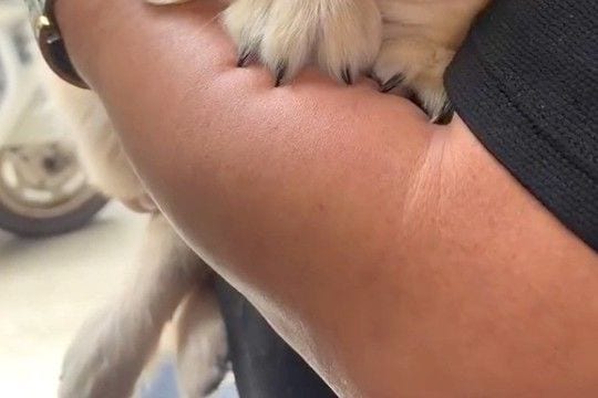 まだ散歩に行ったことがない子犬→試しに外を覗かせてみたら、腕の中で…あまりにも赤ちゃんな『尊い光景』が266万再生「なんちゅう可愛さ…」
