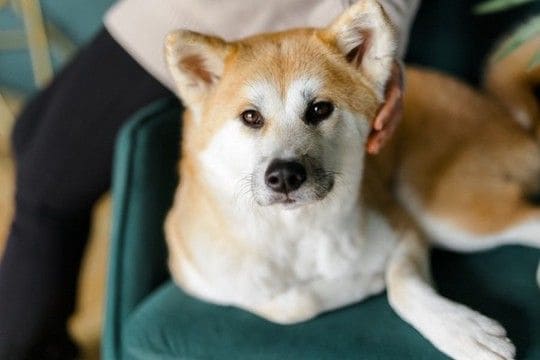 『人に忠実な犬種』5選　従順なパートナーとして良好な関係を築く方法とは？