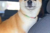 車で帰省し、犬を連れていった結果→外で待っていた『飼い主の母』を発見した瞬間…『尊すぎる表情』に1万いいね「大好きなんだ」「可愛すぎ」