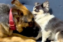 カッコいい見た目の大型犬が、小型犬に甘噛みされた結果→『怒るかな』と思ったら…『まさかの光景』が11万再生「立場逆で草」「可愛いｗｗ」