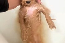 モフモフな犬をお風呂に入れた結果→『宇宙人ですか…？』ワンコとは思えない『まさかの光景』に爆笑続々「美脚で草」「おじいちゃんみたいｗ」