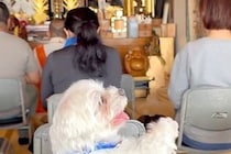 ご祈祷に参加した犬→住職さんが『大きな声』を出した、次の瞬間…驚いて見せた『人のような反応』が63万再生「慌てるの草」「ナムナム可愛い」