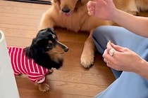 小型犬に『お手』をさせようとした結果→隣で見ていた大型犬が…コントのような『まさかの光景』が258万再生「ヤキモチ？ｗ」「愛おしすぎ」
