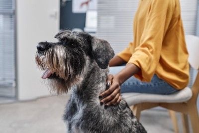 診察を座って待つ犬