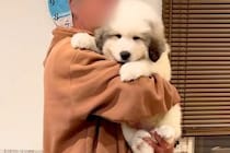 『超大型犬の子犬』を飼い始めた結果→簡単に抱っこできていたのに、1ヶ月後には…想像を上回る『衝撃の成長』に反響「モフモフ」「大物の予感」