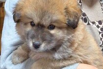 タヌキのようにコロコロしていた保護子犬→数ヶ月後…もはや別犬？衝撃的な『見た目の変化』に反響「想像してたのと全然違う」「変わりすぎｗ」