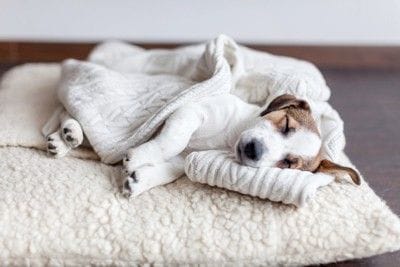ベッドで眠る子犬