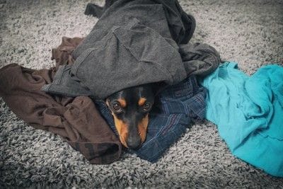 服に顔を突っ込む犬