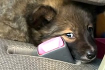『怯えた顔』をした保護子犬→愛情を込めて、大切に育てた結果…素敵すぎる『表情の違い』に反響「笑顔全開でかわいい」「ありがとう」称賛の声も