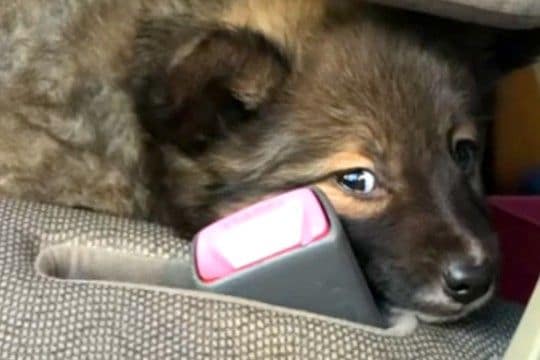 『怯えた顔』をした保護子犬→愛情を込めて、大切に育てた結果…素敵すぎる『表情の違い』に反響「笑顔全開でかわいい」「ありがとう」称賛の声も