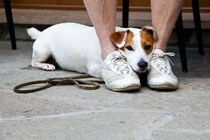 犬が人を怖いと思っているときにみせるサイン7選　恐怖を感じているときの行動や適切な対応まで