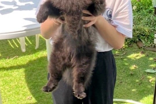 抱っこされている黒い犬→毛がモッフモフ過ぎて…『子熊にしか見えないww』まさかの光景が180万再生「思った以上で草」「ギリギリ熊ww」