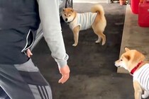 『家に犬を入れたいおじいちゃん』VS『入りたがらない犬』車の周りで追いかけて…可愛すぎる戦いに反響「エンドレスで草」「舐められてるｗ」