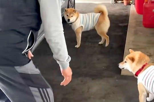 『家に犬を入れたいおじいちゃん』VS『入りたがらない犬』車の周りで追いかけて…可愛すぎる戦いに反響「エンドレスで草」「舐められてるw」