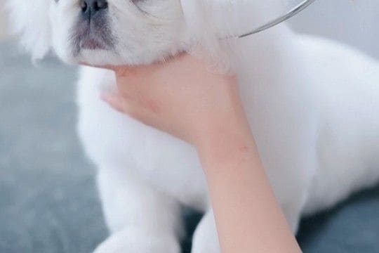 初めてトリミングをする『ボサボサの子犬』→毛をカットしている途中で…大物の予感がする『まさかの光景』に悶絶「鼻ぷぅぷぅ」「全部が可愛い」