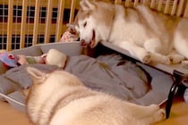 向かい合って寝転ぶ大型犬の親子→突然『お喋りを始めた』と思ったら…想像以上に『騒がしい光景』に9万いいね「ほぼ叫び声で草」「工事現場ｗ」