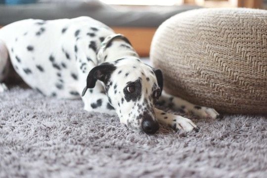 犬がひとりで『留守番』しているときに考えていること５つ　退屈させないためにできることまで