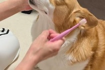 犬の歯磨きを『ママとパパがした』結果→あからさまに顔が違って…辛辣すぎる『態度の変化』に1万いいね「パパ泣いちゃうｗ」「全然違くて草」
