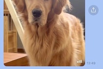 姉から突然のLINE→開いてみると『ご飯を催促する大型犬』が送られてきて…わかりやす過ぎる『表情』に2万いいね「顔ｗｗ」「早すぎて草」