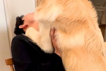 パパとイチャイチャする大型犬→気持ちは『子犬のまま』で…まさかの『自分のデカさを全く理解していない光景』に反響「重い癒し」「羨ましすぎ」