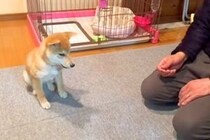 子犬に『待て』と指示した結果→『うまくできるかな』と見ていたら…悶絶級の『まさかの行動』が336万再生「待ててなくて草」「ジワジワ感ｗ」