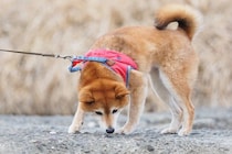 犬につける『首輪・ハーネス』どちらを選ぶべき？それぞれのメリットやデメリットまで