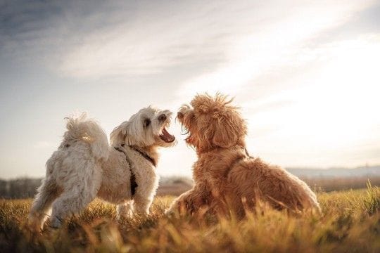 犬が『他の犬に吠えてしまう』理由とは？やめさせる方法はあるの？しつけの注意点まで