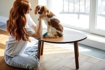 『ストレスを感じやすい犬』の共通点4選　繊細な性格をしているワンコの特徴とは？