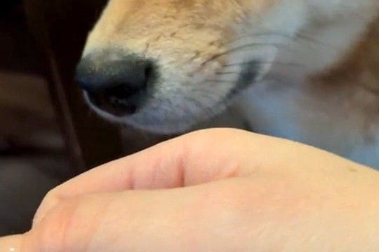 よそのワンコに浮気して帰った結果→家にいた犬が『ニオイ』でブチギレて…わかりやす過ぎる『激怒の表情』に反響「すぐバレるw」「人間みたい」