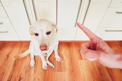 叱られる白い犬