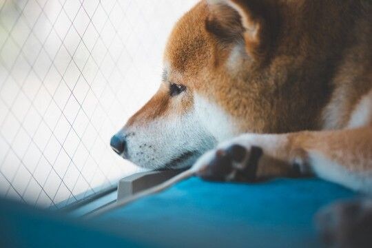 『不幸な犬』の特徴4選 幸せにするにはどうしたらいいの?飼い主がやってはいけない絶対NG行為まで