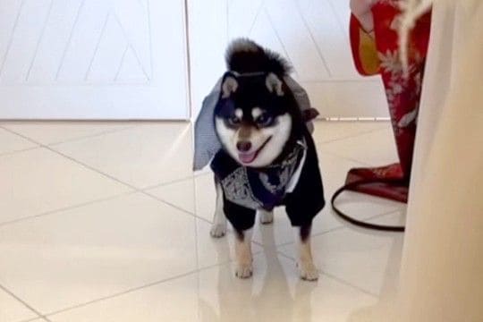 結婚式で『新郎新婦に指輪を届ける大役』を任された犬→式場で固まってしまい…一生懸命な光景に胸打たれると反響「ファンサ素敵」「頑張った」