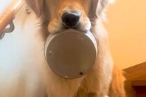 朝、15分寝坊してしまった結果→大型犬が『朝ごはん』を待っていて…思った以上に『ブチギレている表情』が41万再生「怒ってるｗ」「目がｗ」