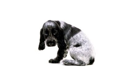 いじける犬