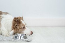犬が『ご飯を食べてくれない』理由4つ　今すぐに病院へ行くべき状態とは？