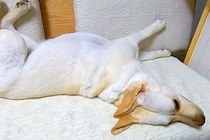 大型犬に小声で『ご飯食べる？』と言ってみた結果→『聞こえないかな』と思ったら…想像を超える反応に絶賛「早過ぎて草」「無駄な動き一切無し」