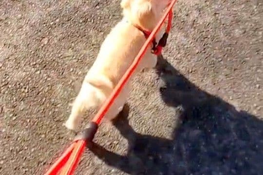 子犬を散歩していたら、リードを咥え始めて…『私が散歩されてる？』あまりにも可愛い光景に爆笑「連れて行ってくれてるｗ」「主導権は譲らん」