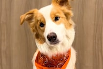 『お姉ちゃんとパパを起こしてきて』と犬にお願いした結果→あまりにも露骨な『態度の違い』に絶賛「熱量の差ありすぎて草」「言葉理解して凄い」