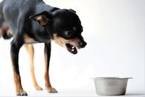 犬の『フードアグレッシブ』ってなに？攻撃行動をみせる理由や飼い主にできることまで