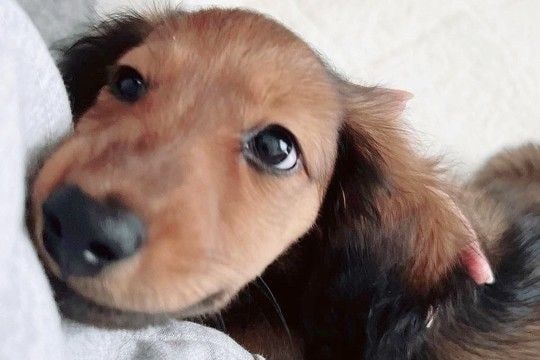 毛がツルツルしている子犬を飼った結果→3年後…想像もできなかった『衝撃的な現在』が16万表示「何があったんだｗｗ」「目は変わってない」