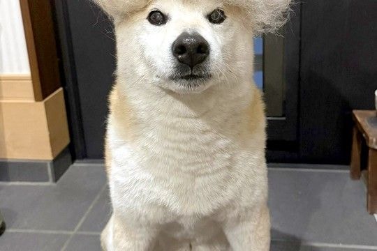 3日間、犬の抜け毛を集めた結果→頭の上に乗せてみると…「アフロｗｗ」「もう一体できそうで草」想像を超える『まさかの光景』に1万いいね